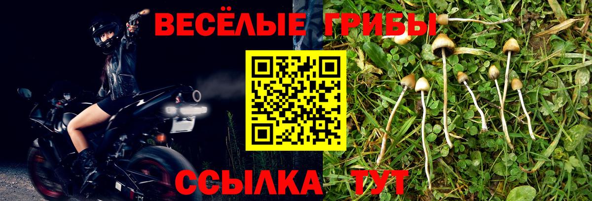 Галлюциногенные грибы Psilocybe  Березники  закладка  Псилоцибиновые грибы Magic Shrooms 